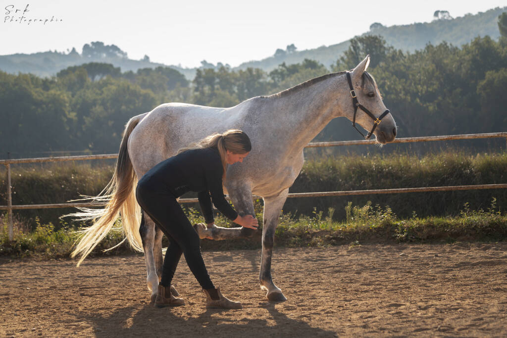 Étirement cheval