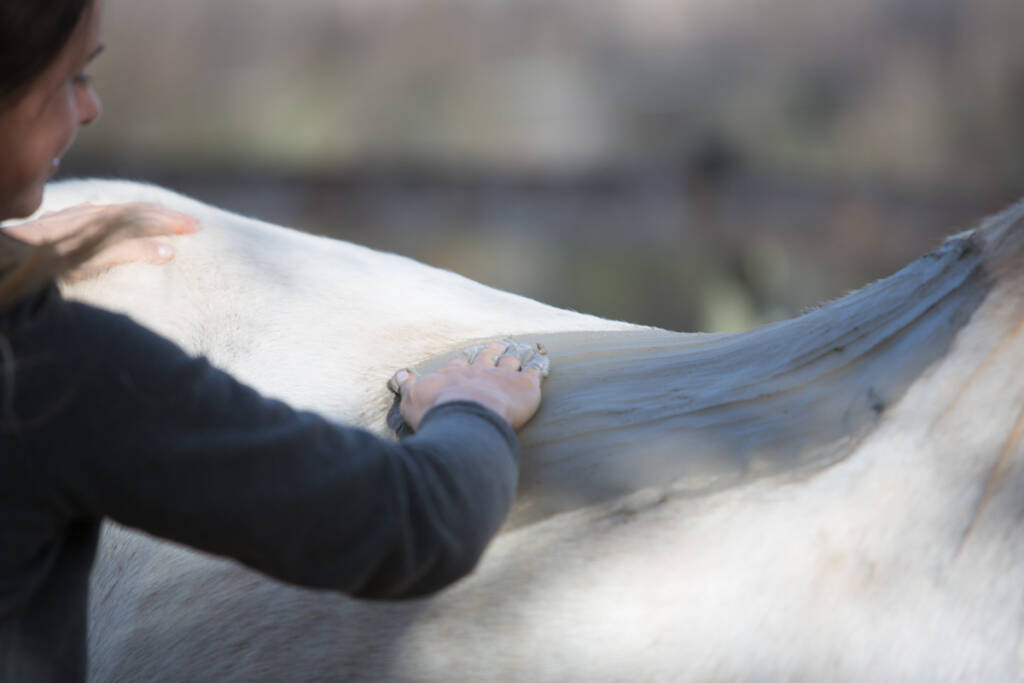 Enveloppement aux algues chevaux