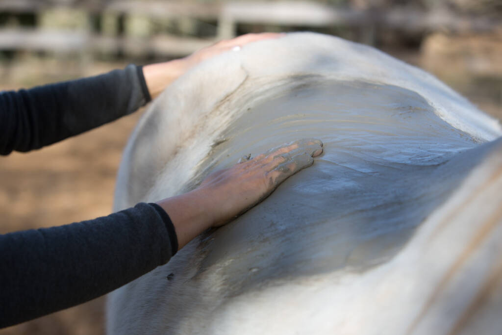 Enveloppement aux algues chevaux