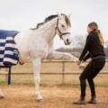 Science : Intérêt du massage et du stretching pour la locomotion du cheval d’endurance