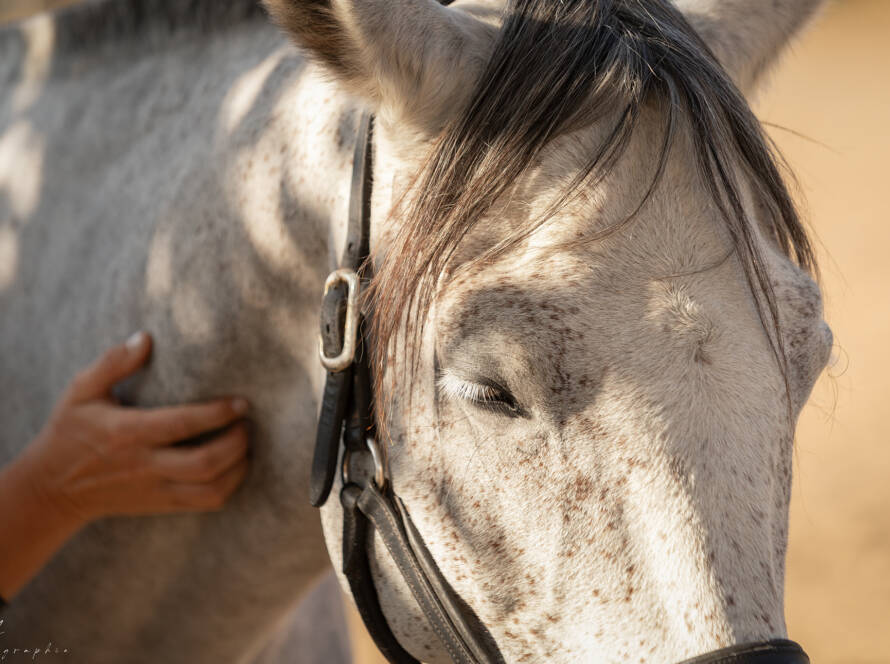 Massage Cheval