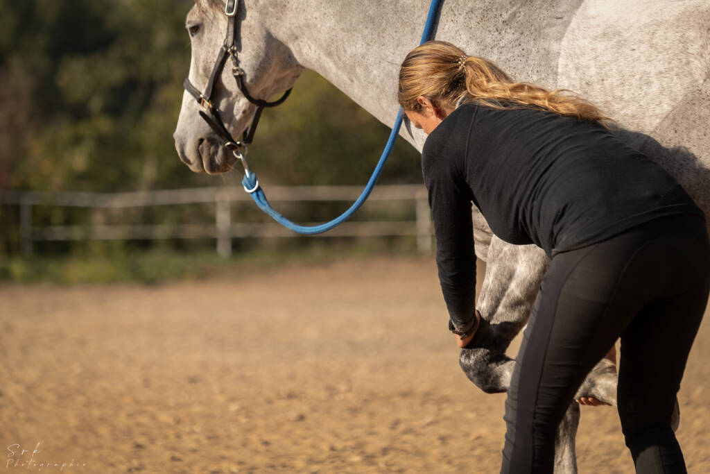 étirement cheval endurance